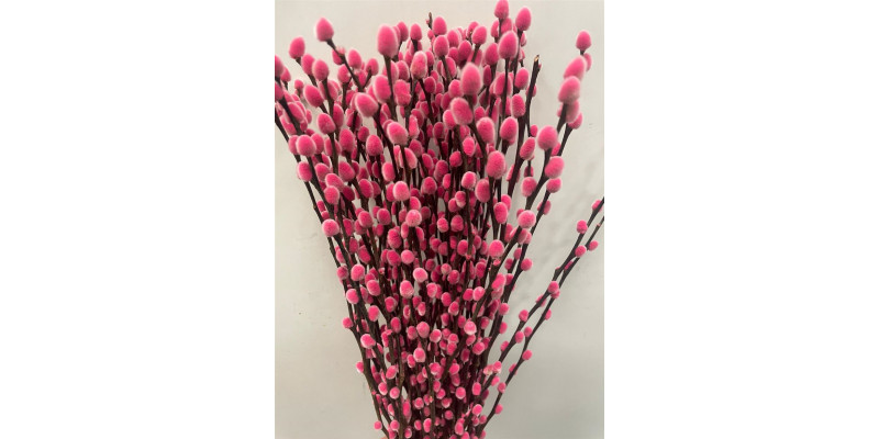 Salix Pussy Willow Red 70 A1Pink