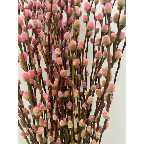 Salix Pussy Willow Roulette 70 A1Pink