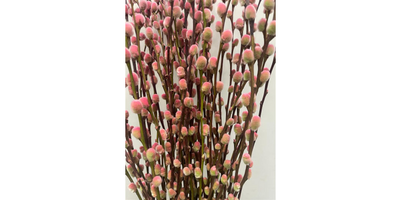 Salix Pussy Willow Roulette 70 A1Pink