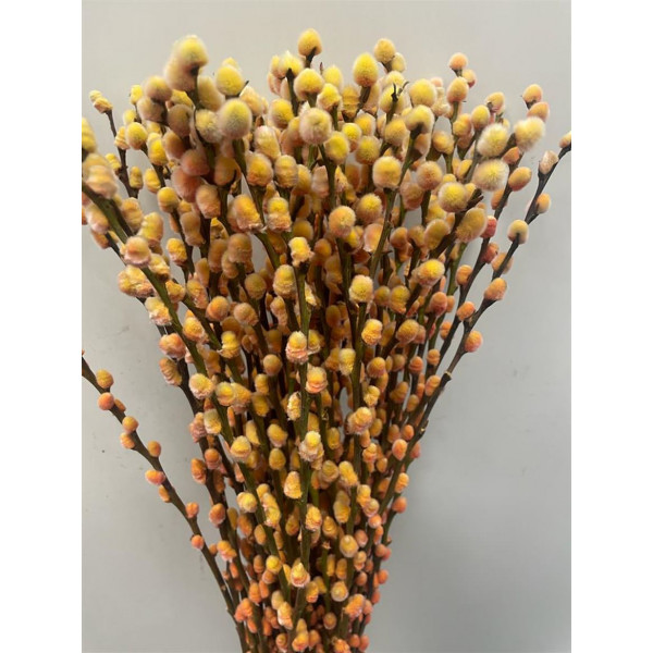 Salix Pussy Willow Sunshine 70 A1Pink