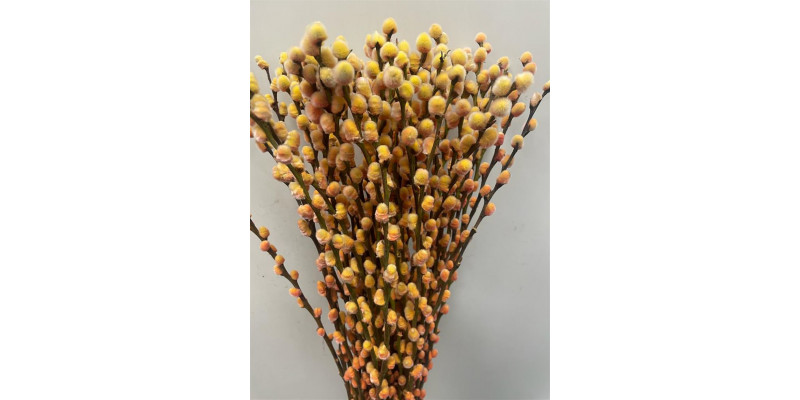 Salix Pussy Willow Sunshine 70 A1Pink