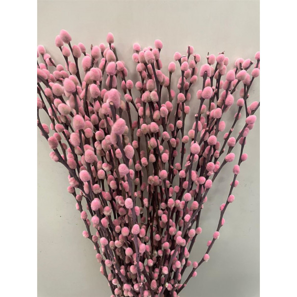 Salix Pussy Willow Pink 70 Pink