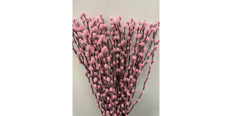 Salix Pussy Willow Pink 70 Pink