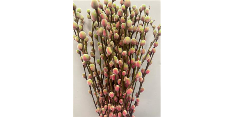 Salix Pussy Willow Bubblicious 70cm 0