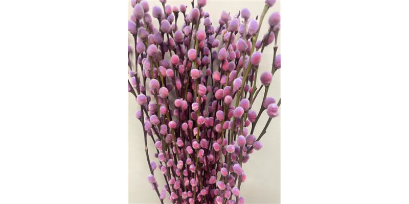 Salix Pussy Willow Cerise 70cm 0