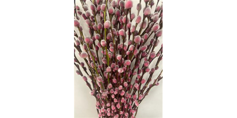 Salix Pussy Willow Hortensia 70cm 0