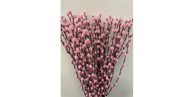 Salix Pussy Willow Pink 70cm 0