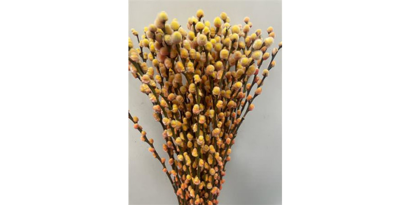 Salix Pussy Willow Sunshine 70cm 0