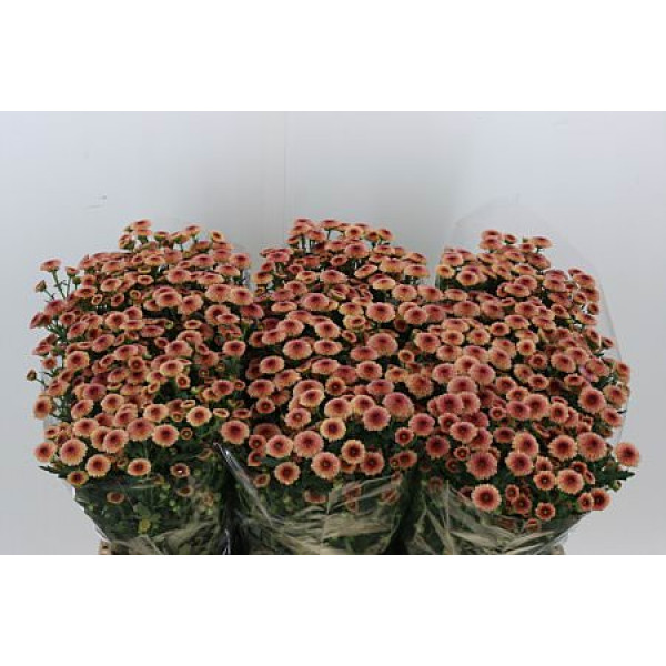 Chrysanthemums S Calimero Salmo 55cm A1