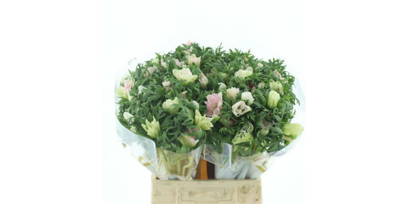 Anemones Mistral White Extra 45cm A1