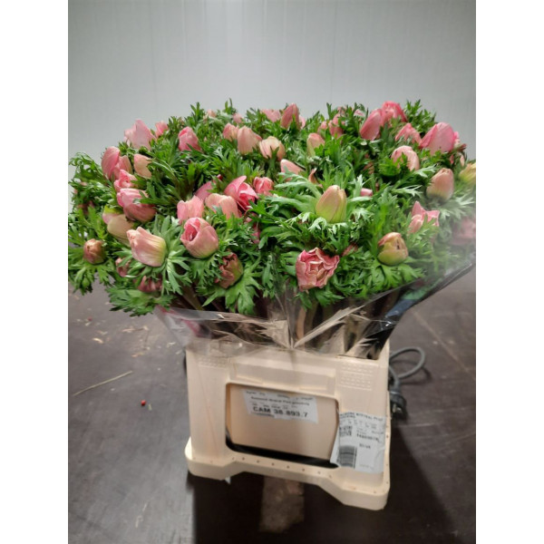 Anemones Co Mis + S Pink Extra 40 A1Pink