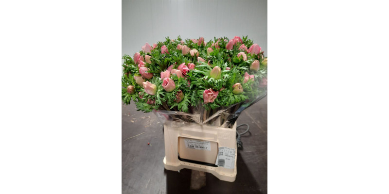 Anemones Co Mis + S Pink Extra 40 A1Pink