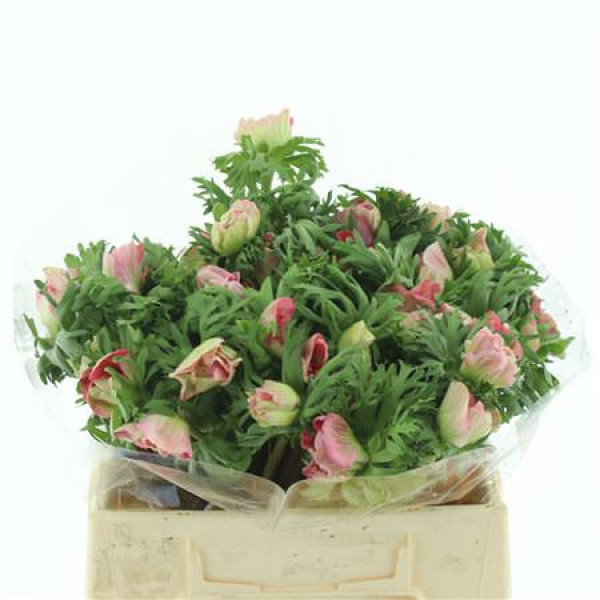 Anemones Mistral Pink Extra 35cm A1