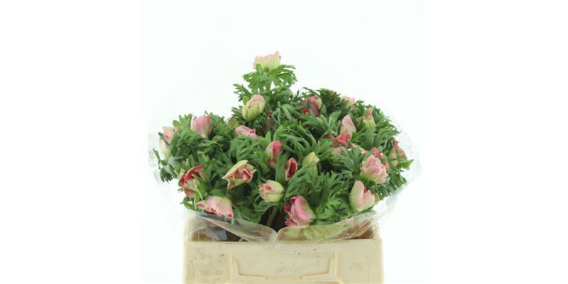 Anemones Mistral Pink Extra 35cm A1