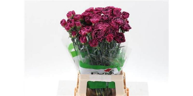 Dianthus St Nobbio Burgundy 70cm A1