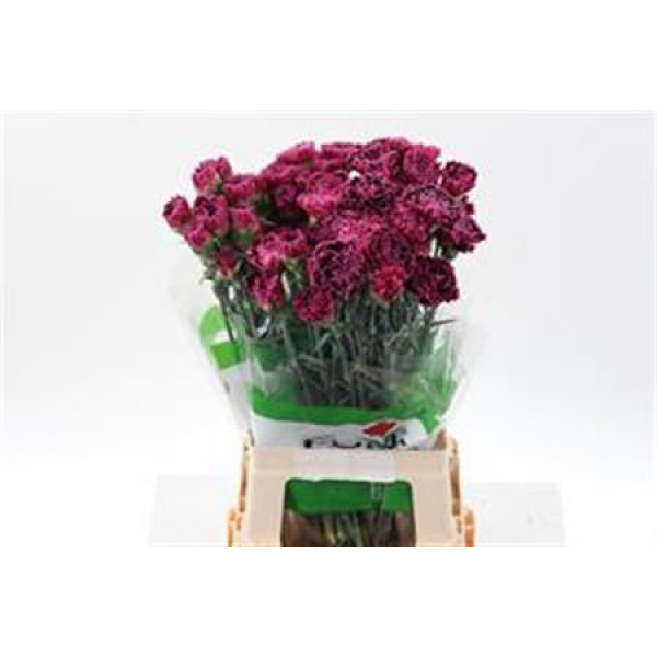 Dianthus St Nobbio Burgundy 70cm A1