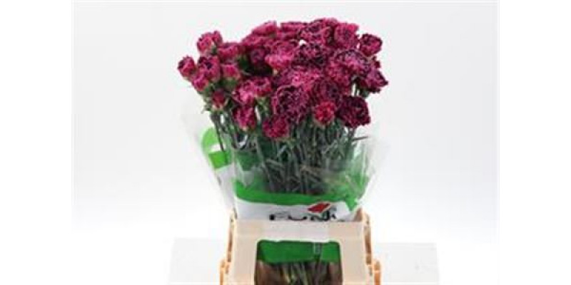 Dianthus St Nobbio Burgundy 70cm A1