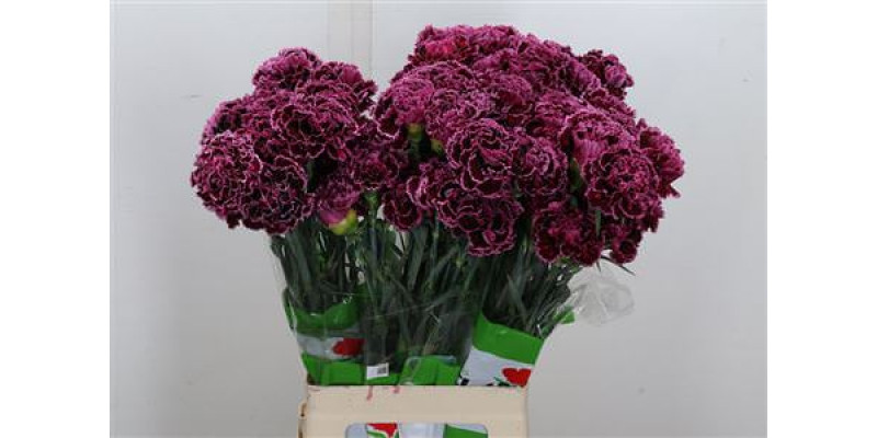 Di St Nobbio Burgundy 70cm 