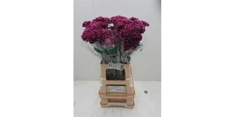 Dianthus St Nobbio Burgundy 70cm 