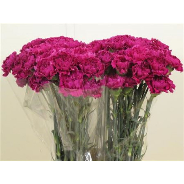 Dianthus St Nobbio Violet 70cm A1 Col-Cerise