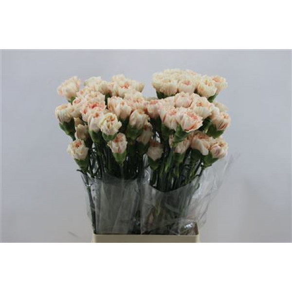 Dianthus St Apple Tea 65cm A1