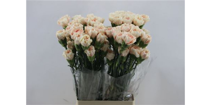 Dianthus St Apple Tea 65cm A1