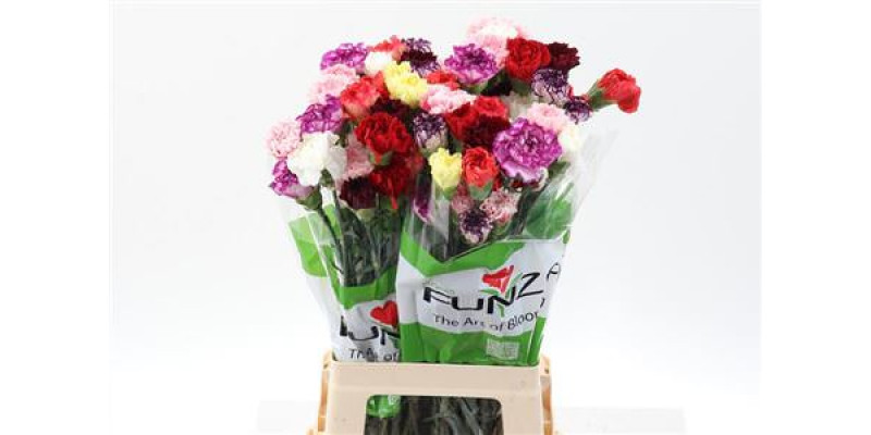 Dianthus St Rainbow Mix 70cm A1