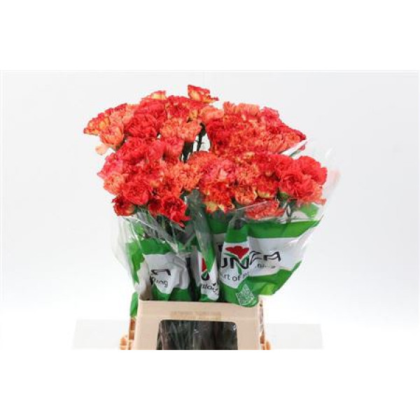 Dianthus St Rainbow Orange 70cm A1