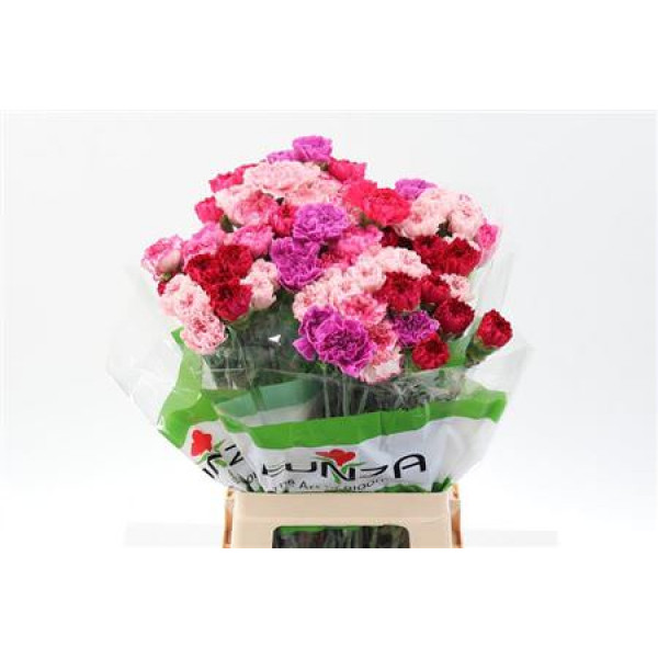 Dianthus St Rainbow Pink 70cm A1