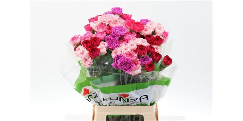 Dianthus St Rainbow Pink 70cm A1