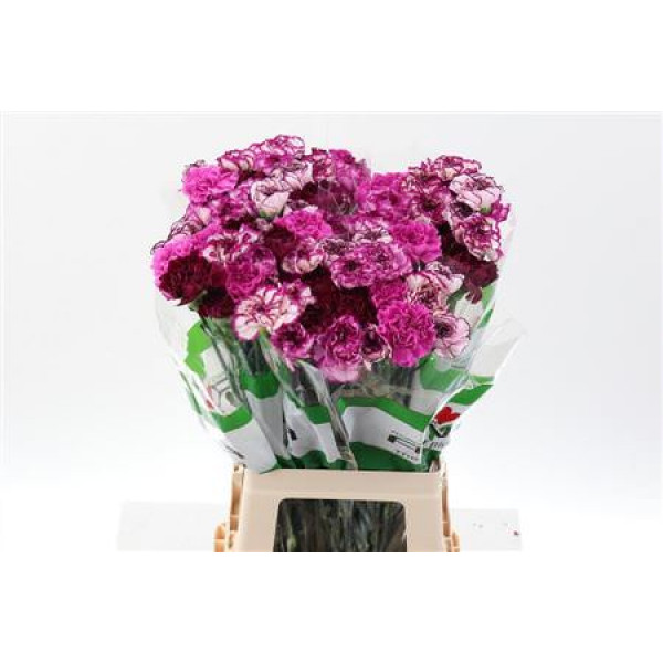 Dianthus St Rainbow Purple 70cm A1