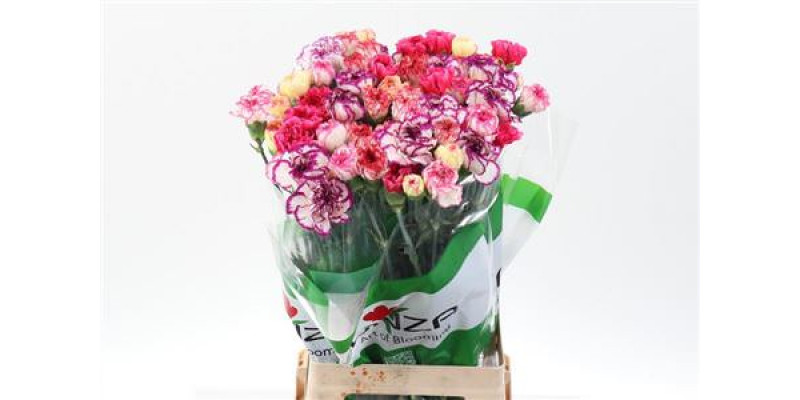 Dianthus St Rainbow Stripe 70cm A1