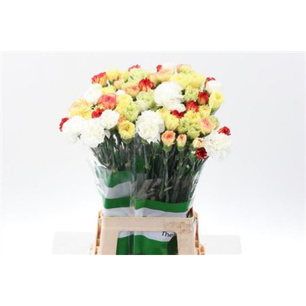 Dianthus St Rainbow Yellow 70cm A1