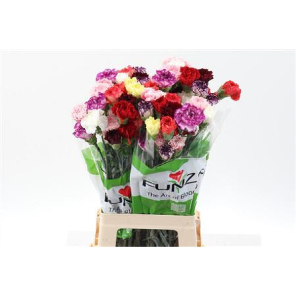 Dianthus St Rainbow Mix 70cm A1