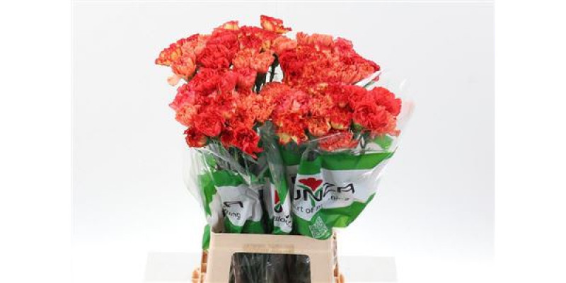 Dianthus St Rainbow Orange 70cm A1