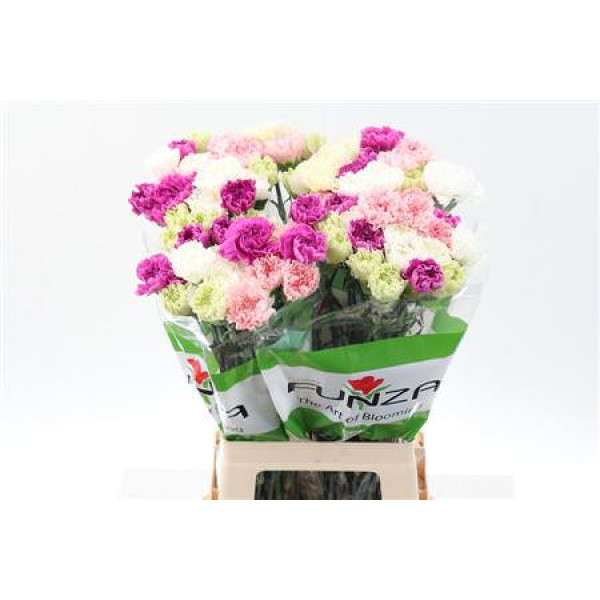 Dianthus St Rainbow Pastel 70cm A1