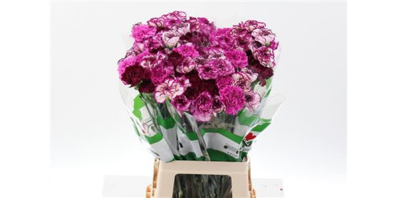 Dianthus St Rainbow Purple 70cm A1