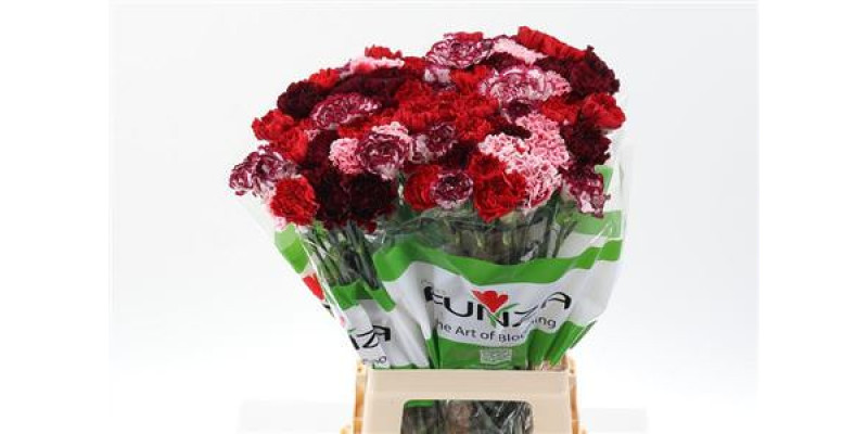 Dianthus St Rainbow Red 70cm A1