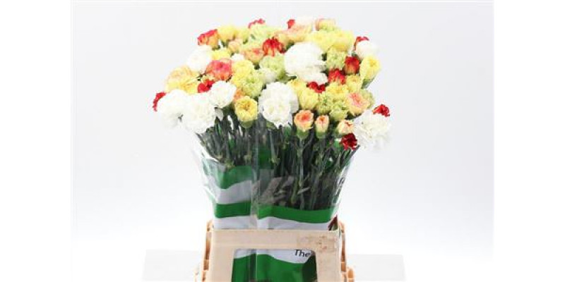 Dianthus St Rainbow Yellow 70cm A1