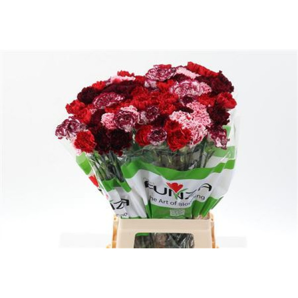 Dianthus St Rainbow Red 70cm A1