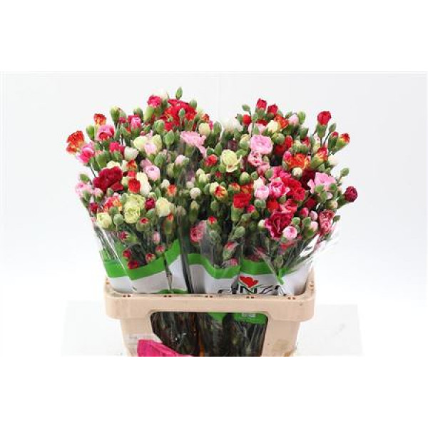 Dianthus Tr Rainbow 65cm A1 Col-Mixed