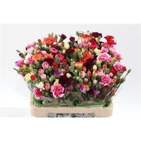 Dianthus Tr Rainbow 65cm A1 Col-Mixed