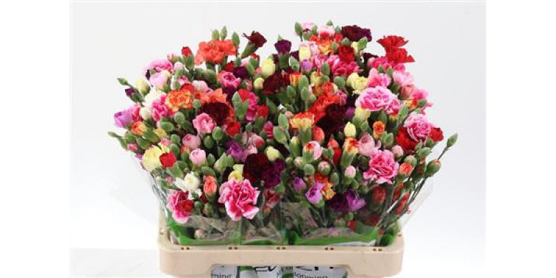 Dianthus Tr Rainbow 65cm A1 Col-Mixed