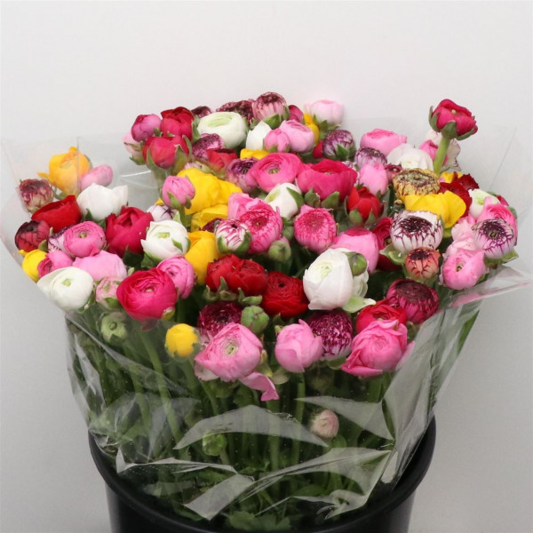 Ranunculus El Mix In Bunch Extra 46cm A1 Col-Mixed