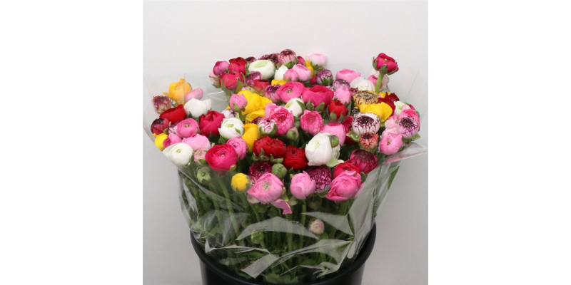 Ranunculus El Mix In Bunch Extra 46cm A1 Col-Mixed