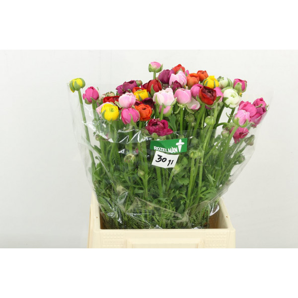 Ranunculus El Gem In Bos 45cm A1 Col-Mixed