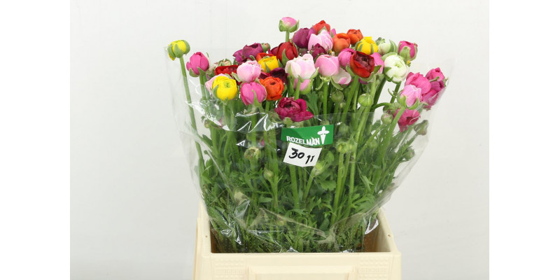 Ranunculus El Gem In Bos 45cm A1 Col-Mixed