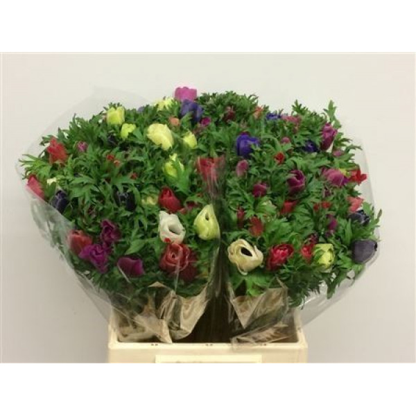 Anemones Co Gal Rainbow 40cm  Col-Mixed