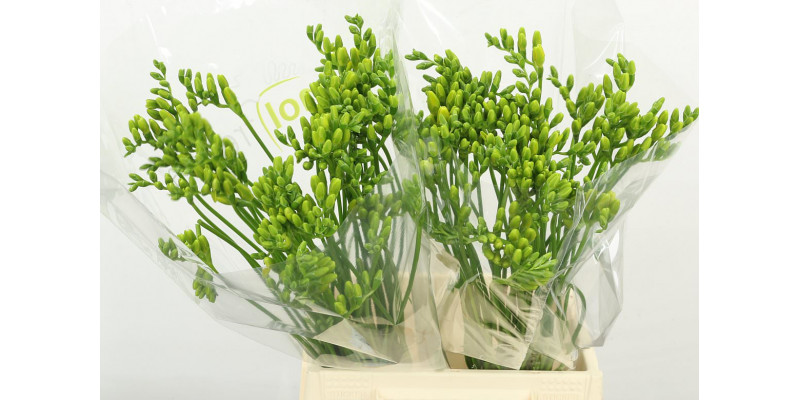 Freesias En Yellow 45 A1Light Blue