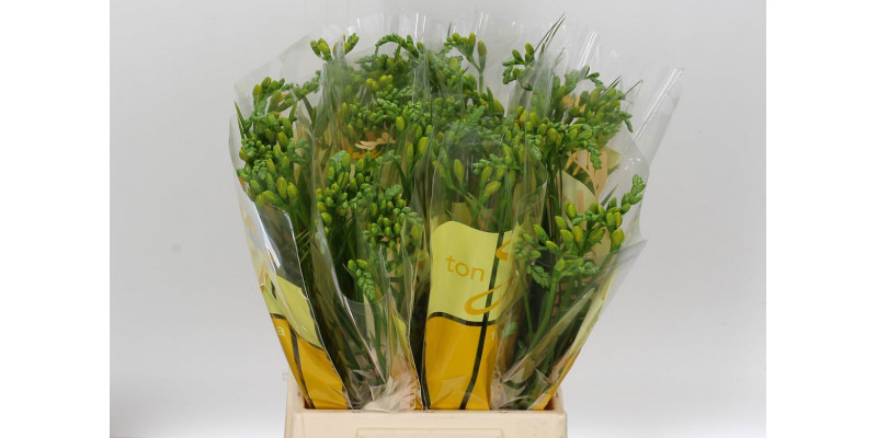 Freesias En Ton Sur Ton Yellow 50 A2Light Blue